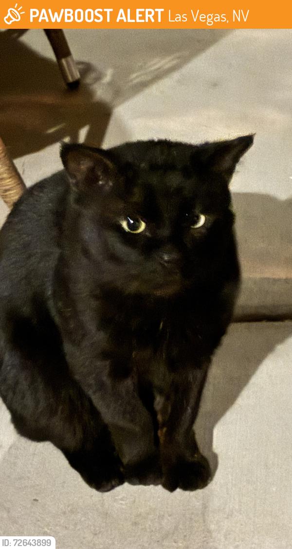 Found/Stray Unknown Cat last seen Barbara and Haven , Las Vegas, NV 89183