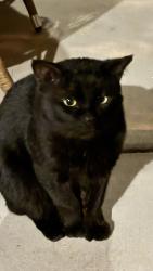Found/Stray Unknown Cat last seen Barbara and Haven , Las Vegas, NV 89183