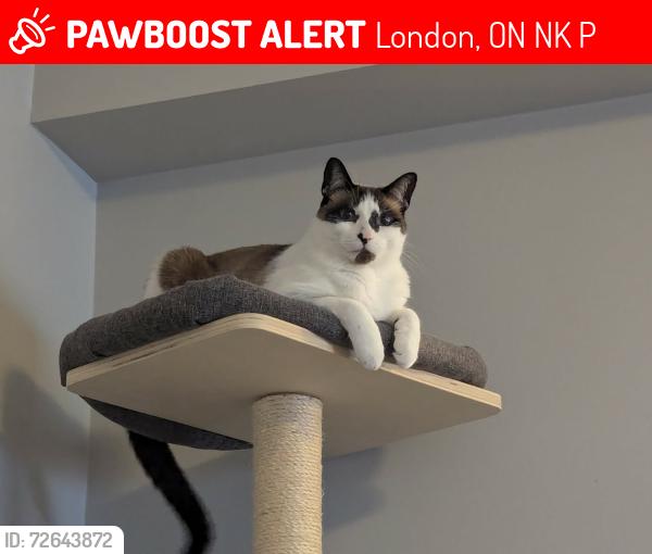 Lost Male Cat last seen West 5 area/ Shore Road, London, ON N6K 4P7