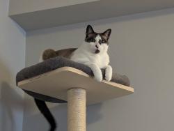 Lost Male Cat last seen West 5 area/ Shore Road, London, ON N6K 4P7