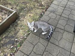 Found/Stray Male Cat last seen 91st & Meade Ave, Oak Lawn, IL 60453