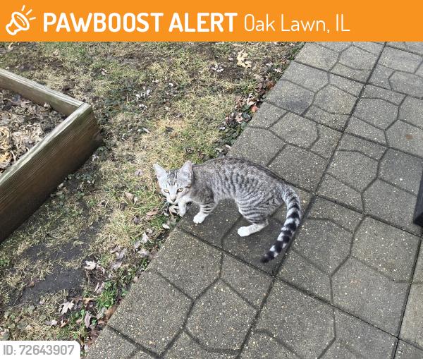 Found/Stray Male Cat last seen 91st & Meade Ave, Oak Lawn, IL 60453