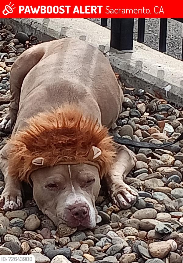 Lost Female Dog last seen F PKWY and center pkway Sacramento CA 95823, Sacramento, CA 95823