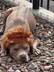 Lost Female Dog last seen F PKWY and center pkway Sacramento CA 95823, Sacramento, CA 95823