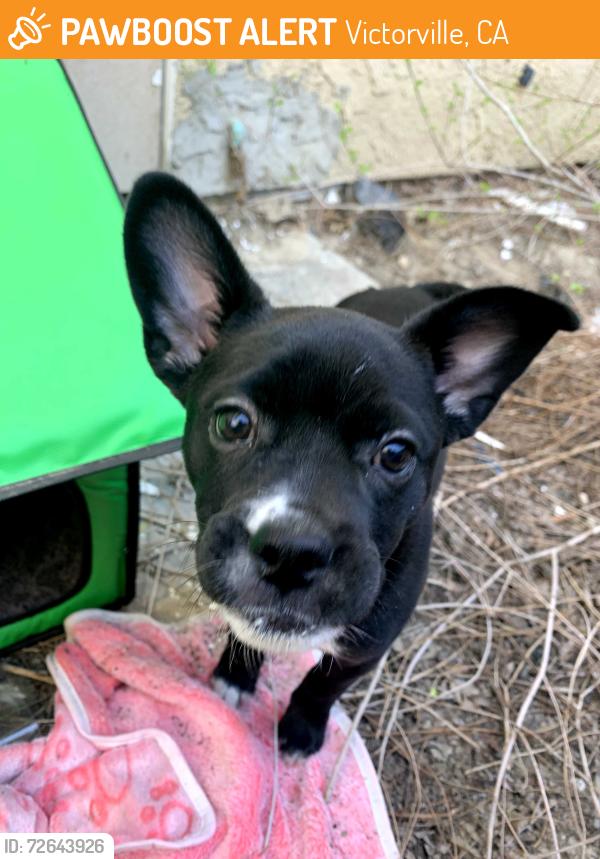 Found/Stray Female Dog last seen Village x Vasquez , Victorville, CA 92307