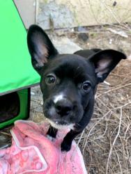 Found/Stray Female Dog last seen Village x Vasquez , Victorville, CA 92307