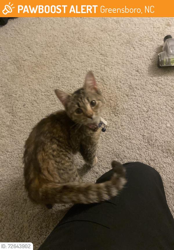 Found/Stray Female Cat last seen Farmington Dr in StonesThrow apmts, Greensboro, NC 27407