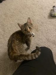 Found/Stray Female Cat last seen Farmington Dr in StonesThrow apmts, Greensboro, NC 27407