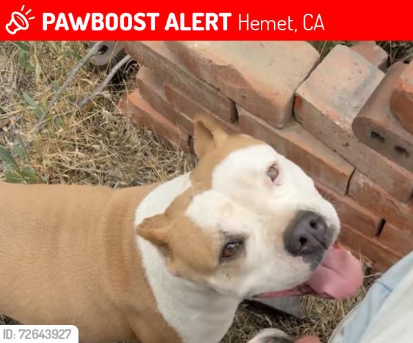 Lost Female Dog last seen Meridian st, Hemet, CA 92581