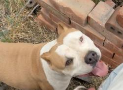 Lost Female Dog last seen Meridian st, Hemet, CA 92581