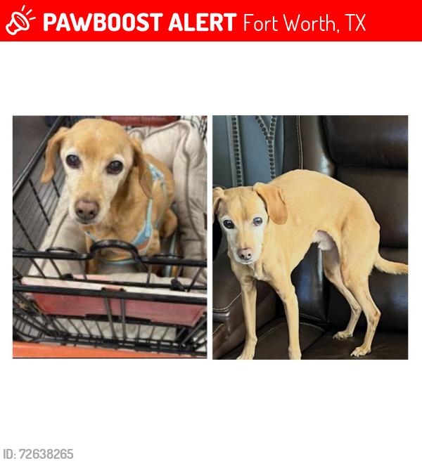Lost Male Dog last seen Highlands at Chapel Creek, Fort Worth, TX 76108