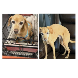 Lost Male Dog last seen Highlands at Chapel Creek, Fort Worth, TX 76108