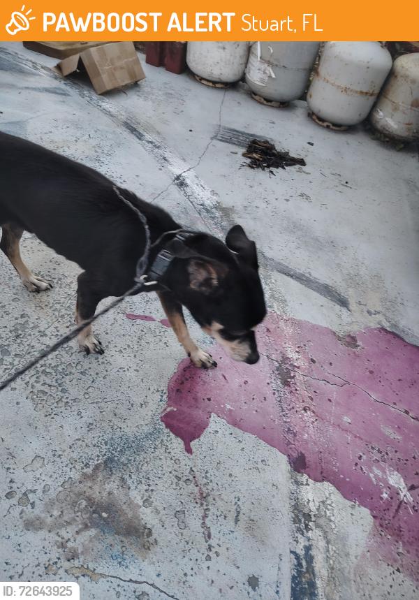 Found/Stray Male Dog last seen Palm lake Park Rd., Stuart, FL 34994