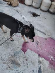 Found/Stray Male Dog last seen Palm lake Park Rd., Stuart, FL 34994