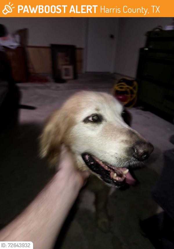 Found/Stray Male Dog last seen Settlers lake circle east , Harris County, TX 77449