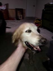 Found/Stray Male Dog last seen Settlers lake circle east , Harris County, TX 77449