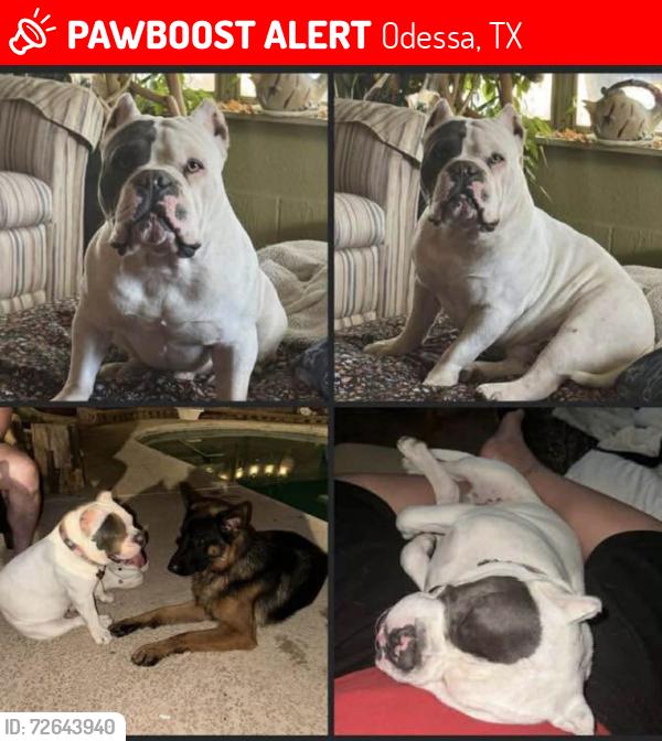 Lost Male Dog last seen Conover and university , Odessa, TX 79763