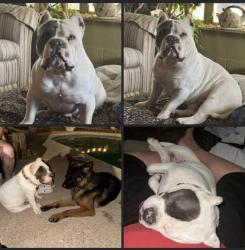 Lost Male Dog last seen Conover and university , Odessa, TX 79763