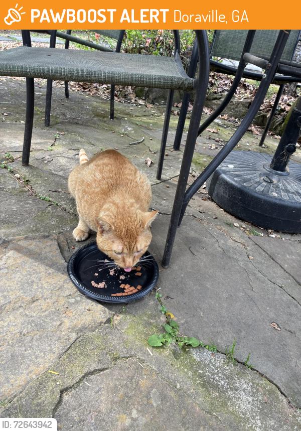 Found/Stray Unknown Cat last seen Buford Hwy & Jimmy Carter, Doraville, GA 30340