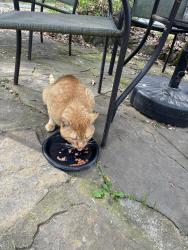 Found/Stray Unknown Cat last seen Buford Hwy & Jimmy Carter, Doraville, GA 30340