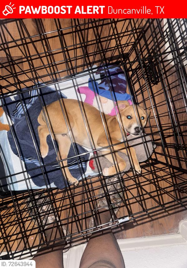Lost Male Dog last seen Near dollar general , Duncanville, TX 75116