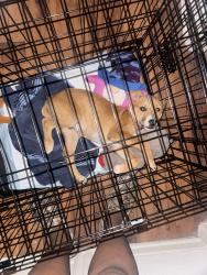 Lost Male Dog last seen Near dollar general , Duncanville, TX 75116