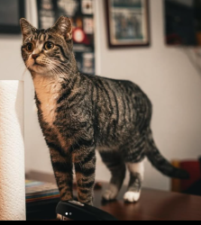 Lost Female Cat last seen 23rd and Millard across the street from Shedd Park, Chicago, IL 60623