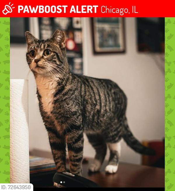 Lost Female Cat last seen 23rd and Millard across the street from Shedd Park, Chicago, IL 60623