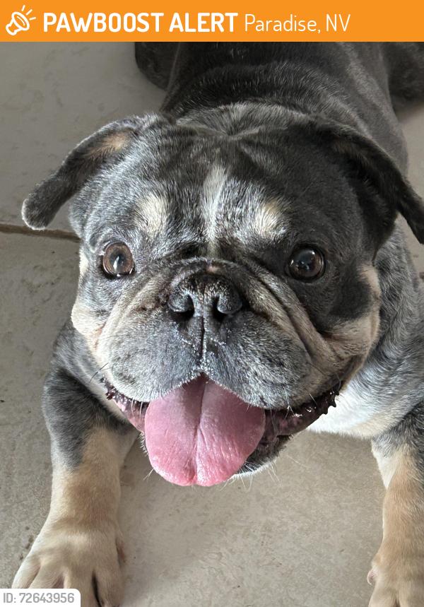 Found/Stray Male Dog last seen Eastern and Warm Springs , Paradise, NV 89119