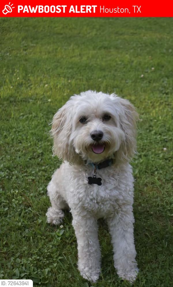 Lost Female Dog last seen Target store, Houston, TX 77002