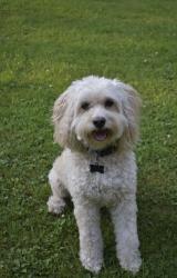 Lost Female Dog last seen Target store, Houston, TX 77002