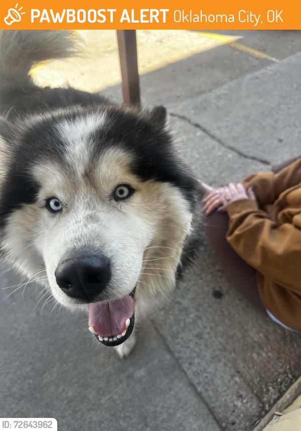 Found/Stray Male Dog last seen Reno and Portland , Oklahoma City, OK 73107
