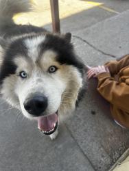 Found/Stray Male Dog last seen Reno and Portland , Oklahoma City, OK 73107