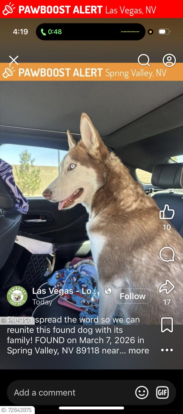Lost Female Dog last seen Near ponderosa way , Las Vegas, NV 89118