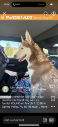 Lost Female Dog last seen Near ponderosa way , Las Vegas, NV 89118