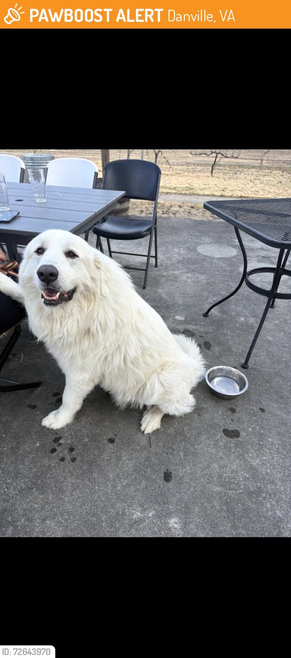 Found/Stray Female Dog last seen Danville , Danville, VA 24540