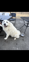 Found/Stray Female Dog last seen Danville , Danville, VA 24540