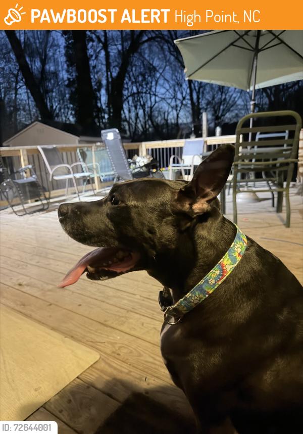 Found/Stray Male Dog last seen Dogwood circle and dogwood court, High Point, NC 27260