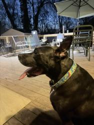 Found/Stray Male Dog last seen Dogwood circle and dogwood court, High Point, NC 27260