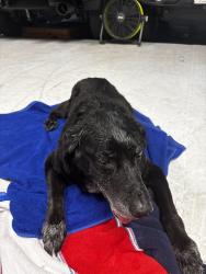 Found/Stray Female Dog last seen East Green Pastures / Acrewoods Place, The Woodlands, TX 77382