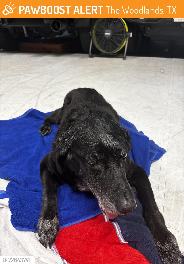 Found/Stray Female Dog last seen East Green Pastures / Acrewoods Place, The Woodlands, TX 77382