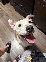 Found/Stray Male Dog last seen Baymeadows way , Jacksonville, FL 32256