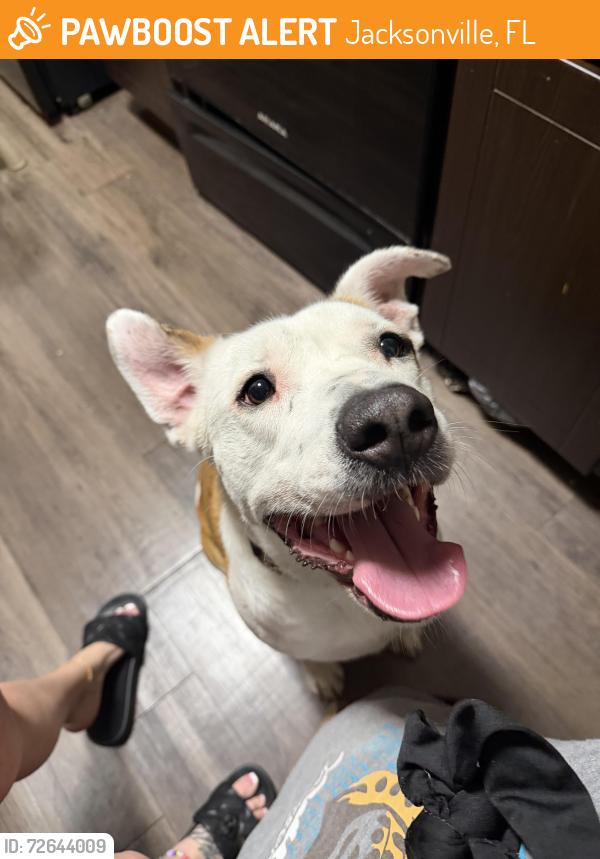 Found/Stray Male Dog last seen Baymeadows way , Jacksonville, FL 32256