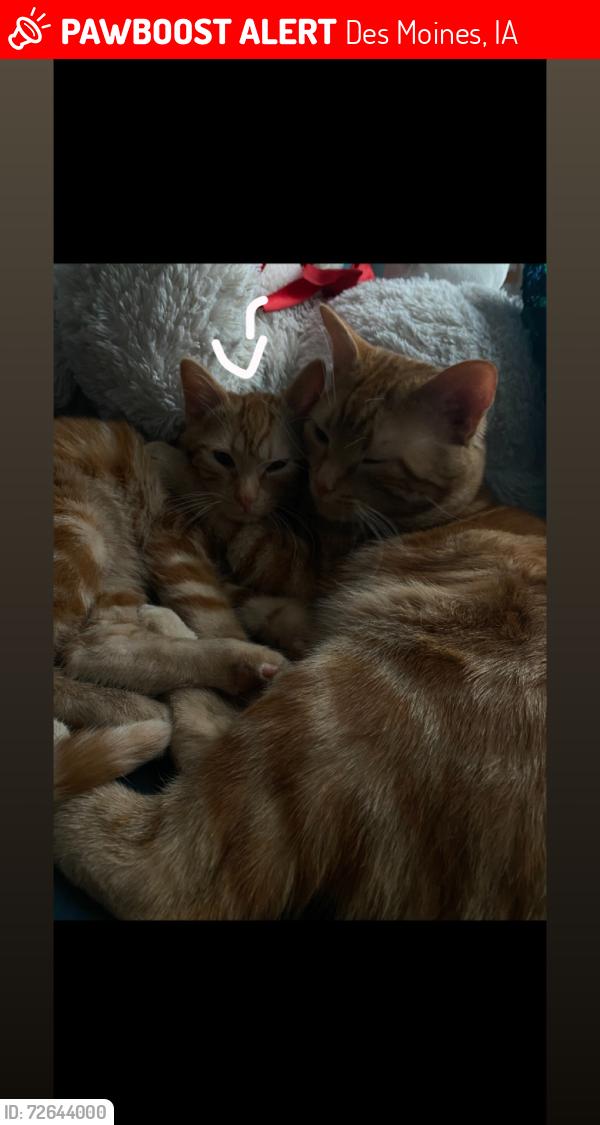 Lost Male Cat last seen Martin Luther king park, Des Moines, IA 50316