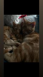 Lost Male Cat last seen Martin Luther king park, Des Moines, IA 50316