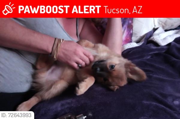 Lost Male Dog last seen Curtis and Davis, Tucson, AZ 85705