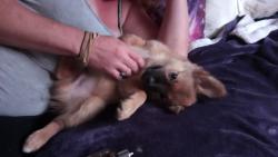 Lost Male Dog last seen Curtis and Davis, Tucson, AZ 85705