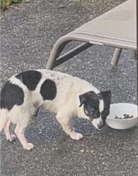 Lost Unknown Dog last seen 238th Street and 97th Ave S, Kent, WA 98031
