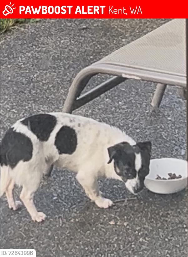 Lost Unknown Dog last seen 238th Street and 97th Ave S, Kent, WA 98031
