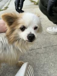 Found/Stray Female Dog last seen Ingalls Ct, San Jose, CA 95111